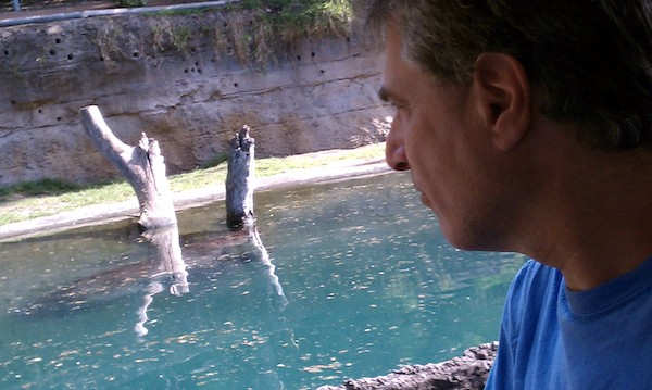 Hippos at the AK (02-24-2011 10:09)