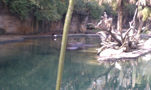 Hippos at the AK (02-24-2011 10:09)