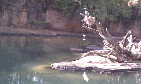 Hippos at the AK (02-24-2011 10:09)