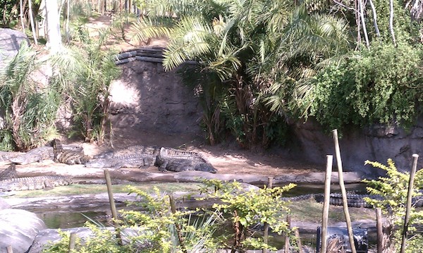 Crocodiles at the AK (02-24-2011 10:10)