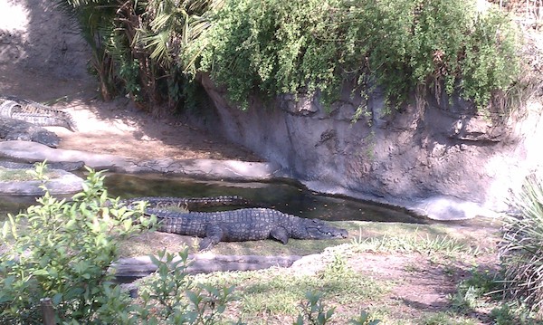Crocodiles at the AK (02-24-2011 10:10)