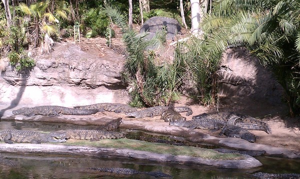 Crocodiles at the AK (02-24-2011 10:10)