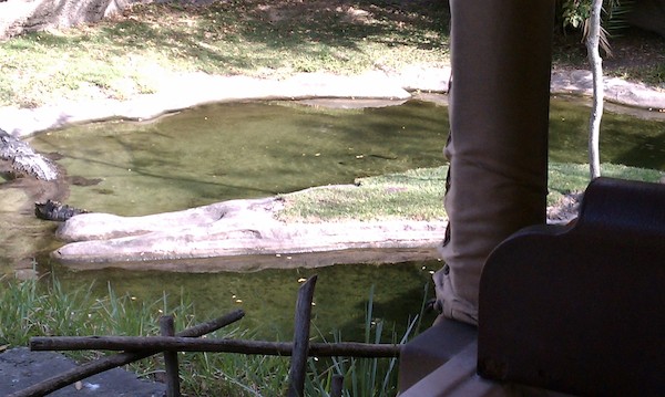 Crocodiles at the AK (02-24-2011 10:10)