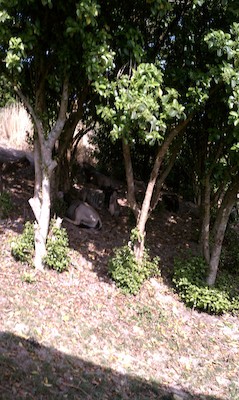 Gnu at the AK (02-24-2011 10:15)