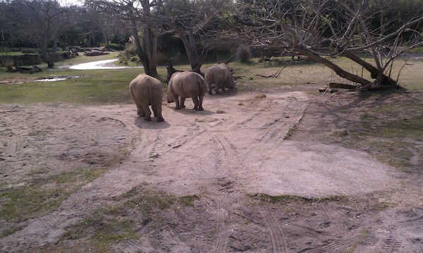 Rhino at the AK (02-24-2011 10:21)