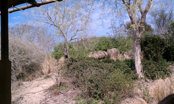 Rhino at the AK (02-24-2011 10:24)