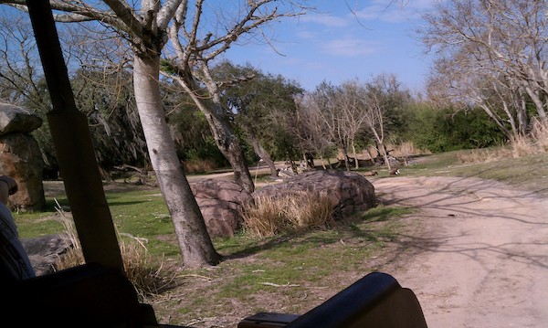 The Animal Kingdom safari (02-24-2011 10:24)