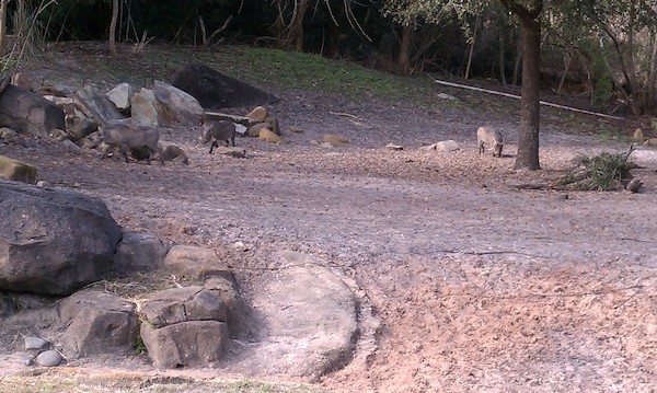 Warthogs at the AK (02-24-2011 10:25)