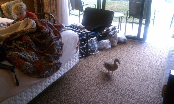 Cole reading with a duck in the room (03-01-2011 07:58)