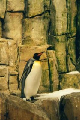 Penguin