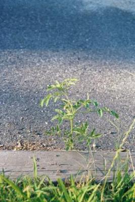 Tomato growing in the driveway