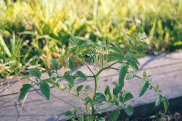 Tomato growing in the driveway