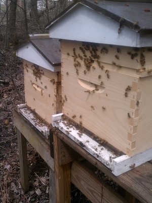 IMG_20110427_114047 - Bee hives (04-27-2011 11:40)