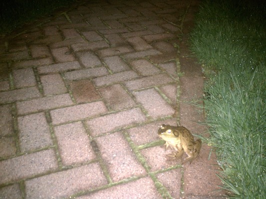 IMG_20110428_202640 - Frog on our path (04-28-2011 20:26)