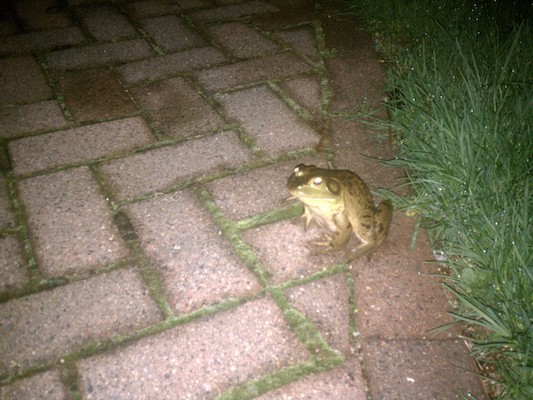 IMG_20110428_202644 - Frog on our path (04-28-2011 20:26)