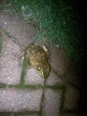 IMG_20110428_202810 - Frog on our path (04-28-2011 20:28)