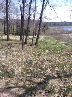 IMG_20110508_130224 - Xine looking at daffodils (05-08-2011 13:02)