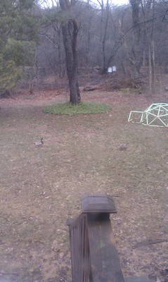 IMAG0642 - Duck! (04-05-2011 17:49)