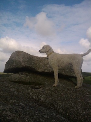 Bazzle on Trencrom (07-06-2011 09:40)