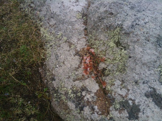 Lichen on the Scillies (07-12-2011 15:24)