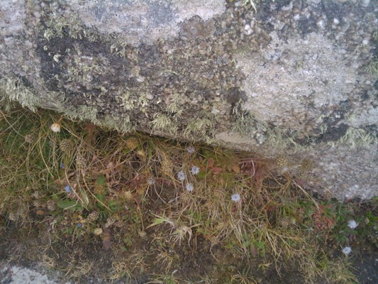 Lichen on the Scillies (07-12-2011 15:24)