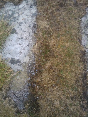 Lichen on the Scillies (07-12-2011 15:24)