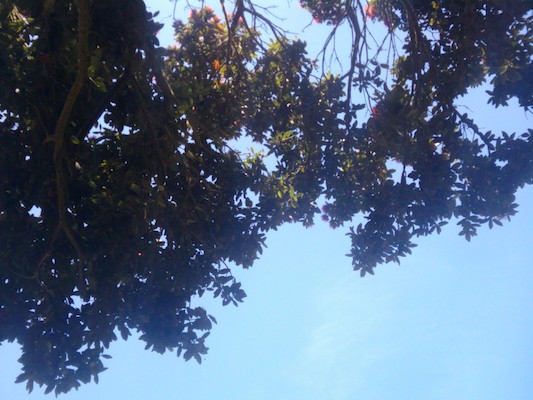 Trees on the Scillies (07-14-2011 13:17)