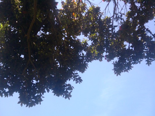 Trees on the Scillies (07-14-2011 13:17)