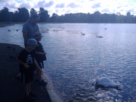 Feeding the swans in Hyde park (07-22-2011 09:37)
