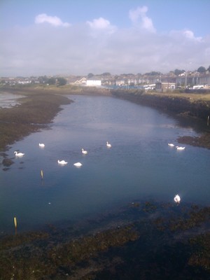 Swans in Hayle pool (07-10-2011 16:48)