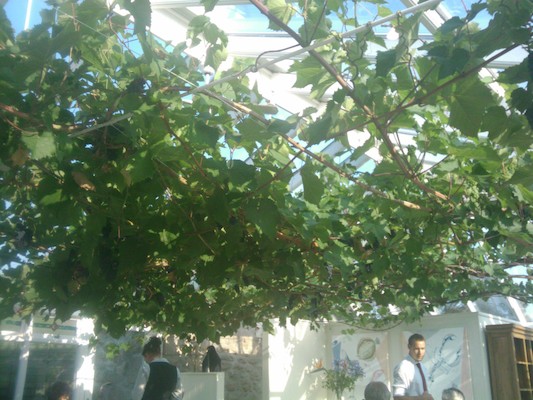 Grape vine in the conservatory dining room (07-12-2011 18:52)