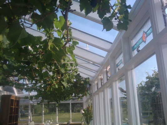 Grape vine in the conservatory dining room (07-12-2011 18:53)