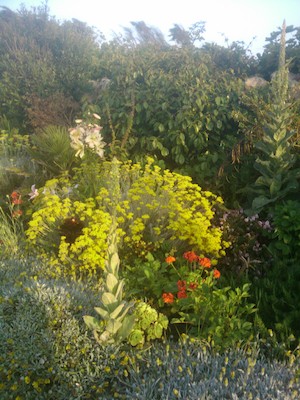 The garden at Star Castle (07-12-2011 20:06)