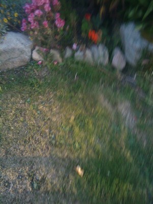 The garden at Star Castle (07-12-2011 20:06)