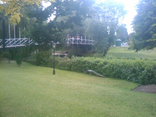 Peacock (07-20-2011 19:13)