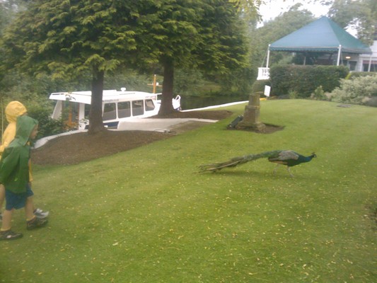 Tim and Cole following a peacock (07-20-2011 19:13)