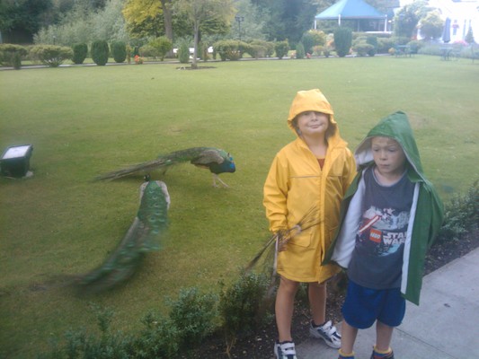 Tim and Cole and the peacocks (07-20-2011 19:23)