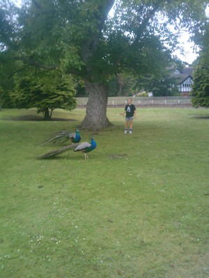 Tim and the peacocks (07-21-2011 08:09)