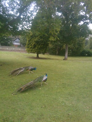 Peacocks (07-21-2011 08:10)