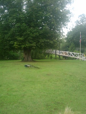 Peacocks (07-21-2011 10:05)