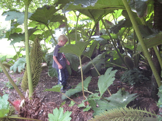 Cole at the Morab gardens (07-09-2011 10:16)