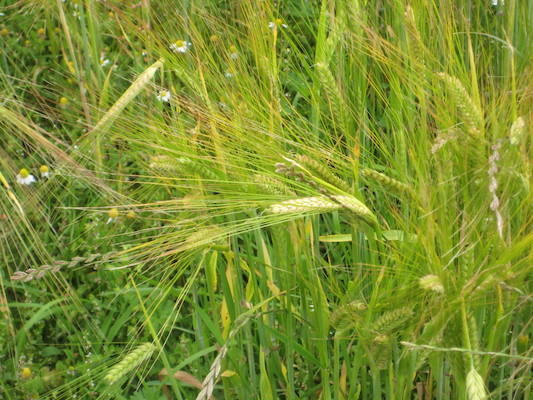 Corn at John Pollard's (07-09-2011 17:01)