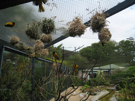 Weavers at Paradise Park (07-05-2011 10:14)