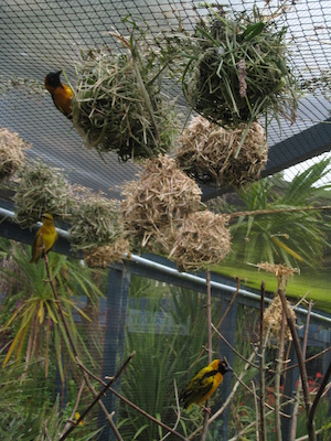 Weavers at Paradise Park (07-05-2011 10:14)