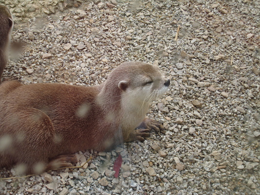 Otter (07-05-2011 10:17)