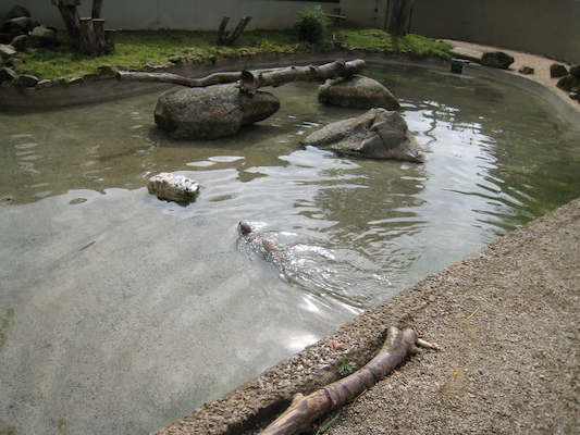 Otter (07-05-2011 10:32)