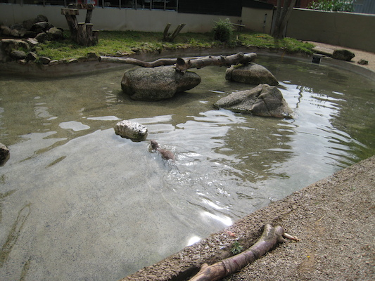 Otter (07-05-2011 10:32)