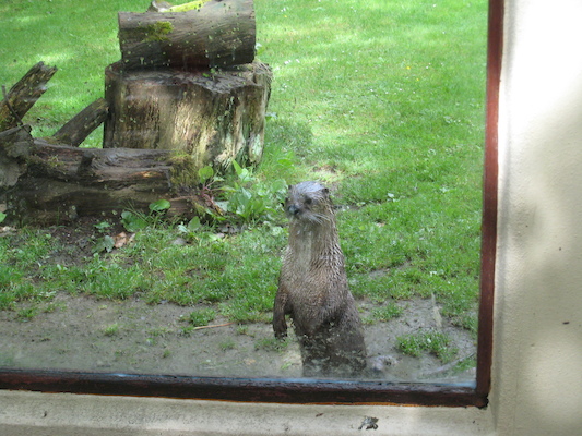 Otter (07-05-2011 10:36)