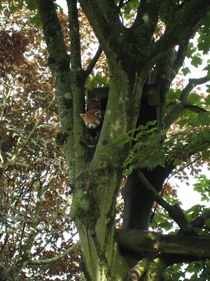 Red panda (07-05-2011 10:39)