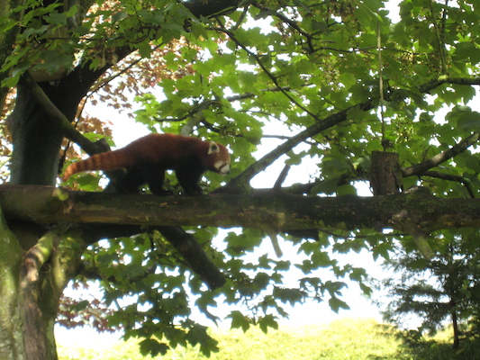 Red panda (07-05-2011 10:39)